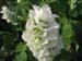 Longwood Gardens -147