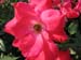 Longwood Gardens -148