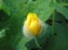 Longwood Gardens -161