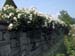 Longwood Gardens -165-1