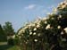 Longwood Gardens -166