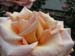 Longwood Gardens -171