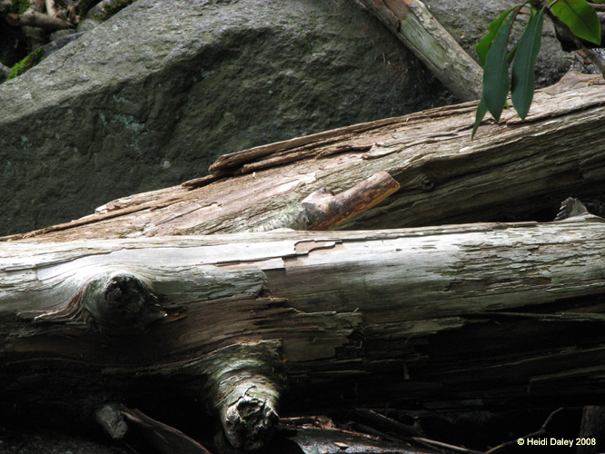 Lehigh Gorge -013