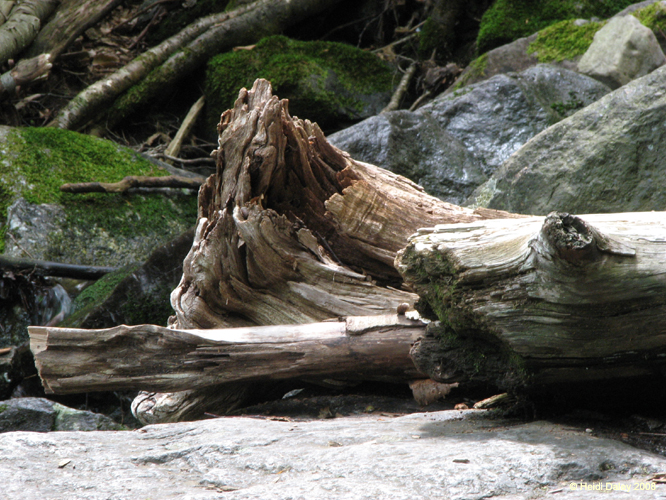Lehigh Gorge -014