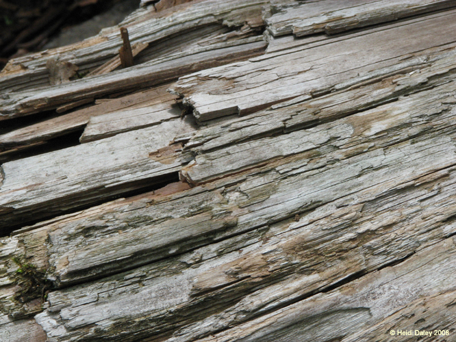 Lehigh Gorge -022