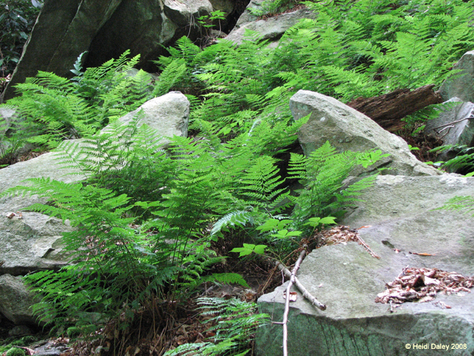 Lehigh Gorge -029