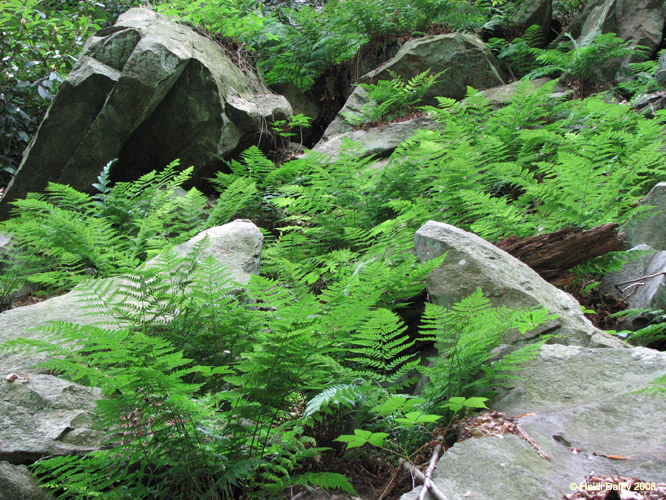 Lehigh Gorge -030