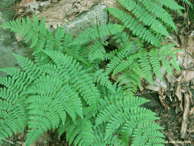 Lehigh Gorge -031-1