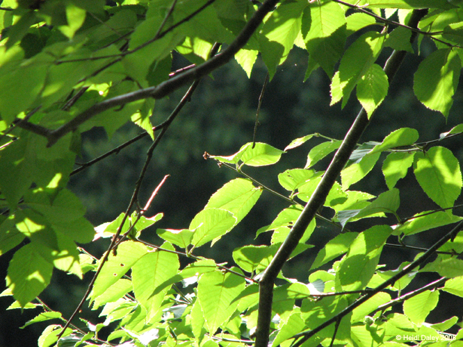 Lehigh Gorge -053