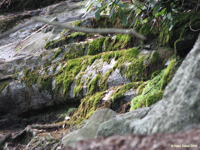 Lehigh Gorge -065