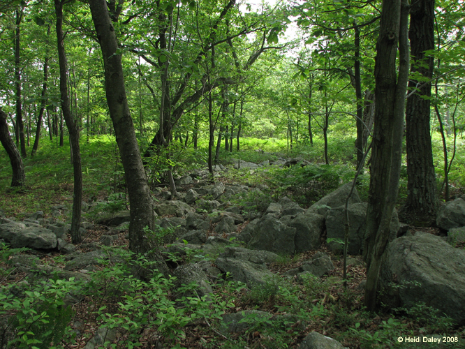 Lehigh Gorge -076