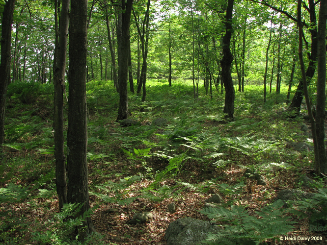 Lehigh Gorge -077