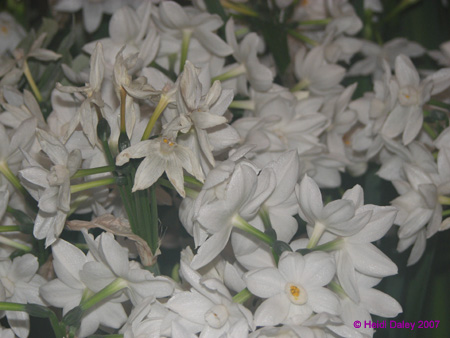 Longwood-052