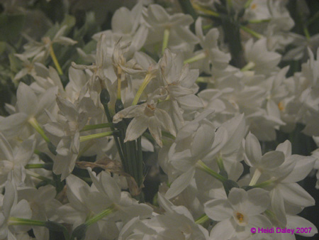 Longwood-053