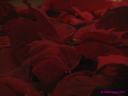 Longwood-057
