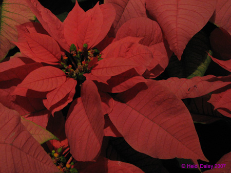 Longwood-064