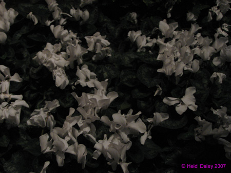 Longwood-065