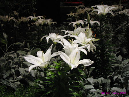 Longwood-071