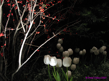 Longwood-073