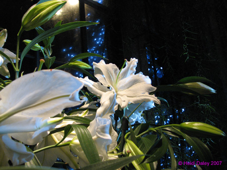 Longwood-120