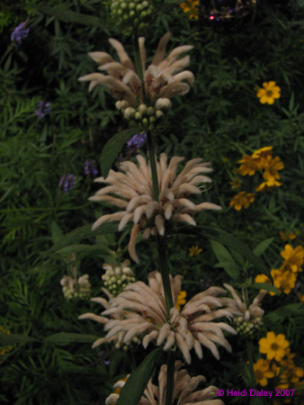 Longwood-124