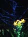 Longwood-044