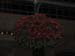 Longwood-058
