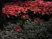 Longwood-062