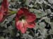 Longwood-067
