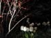 Longwood-073