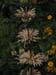 Longwood-124