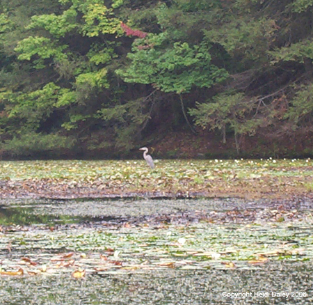 zBlueHeron