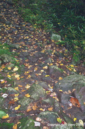 zFallenLeaves
