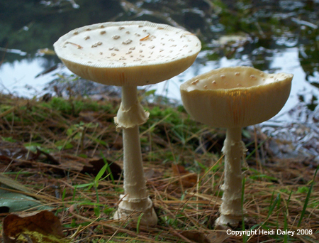 zMushroomCaps1