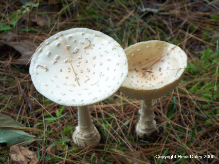 zMushroomCaps2