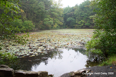 zPond
