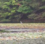 zBlueHeron