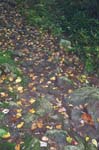 zFallenLeaves