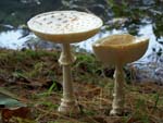 zMushroomCaps1