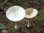 zMushroomCaps2