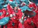 Mummer-08-030