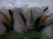 Mummer-08-049
