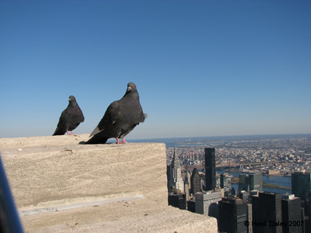 NYC-ESB-007