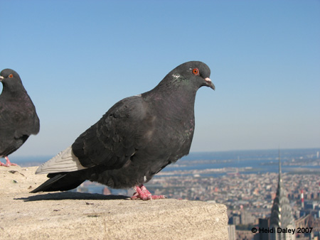NYC-ESB-008