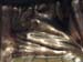 NYC-TheStatueOfLiberty051