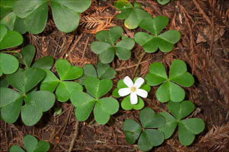 Clover Flower