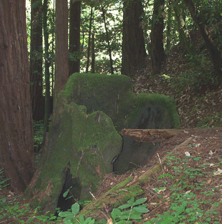 Forrest Throne