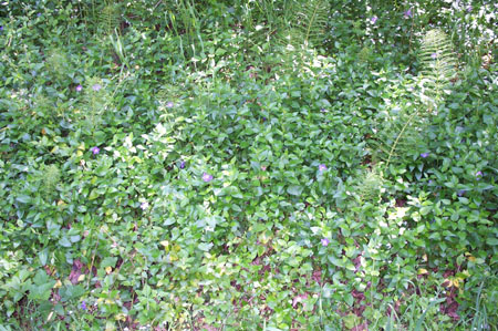 Greenery