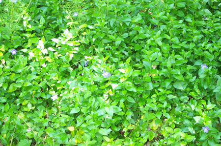 Greenery2