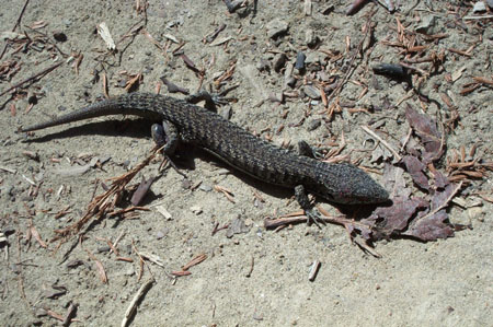Lizard